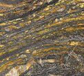 Polished Tiger Iron Stromatolite - ( Billion Years) #38919-1